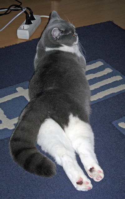 意甲青训体系引入语境判罚知识课提升规则理解力,意甲青训排名